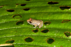 Diasporus