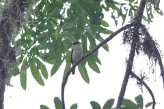 Pachyramphus rufus