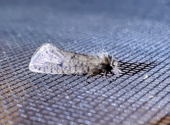 Acrolophus propinqua