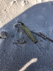 Hemileuca nevadensis