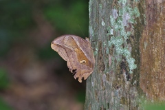 Eryphanis lycomedon