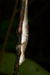 Anolis maculiventris