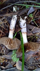 Cortinarius archeri