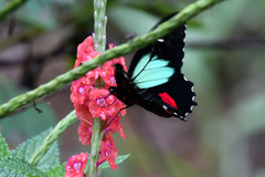 Parides childrenae
