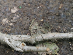 Leiobunum calcar