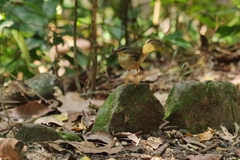 Myiothlypis fulvicauda