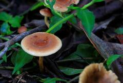 Fungi