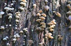 Fungi