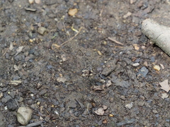 Leiobunum calcar