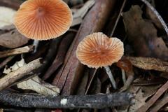 Fungi
