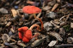 Fungi
