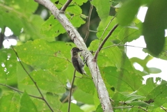 Picumnus granadensis