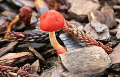 Fungi