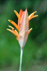 Heliconia