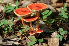 Fungi