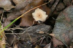 Fungi