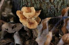 Fungi