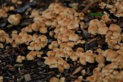 Fungi