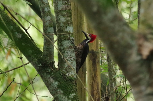 Crimson-crested Woodpecker