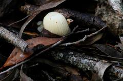 Fungi