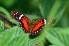Anartia amathea