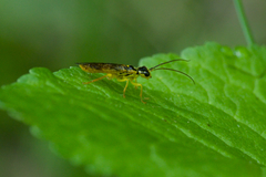 Pamphiliinae