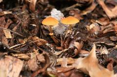 Fungi