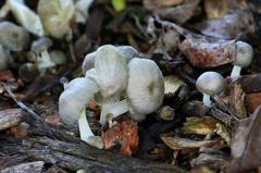 Fungi