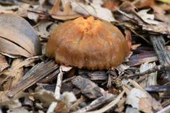 Fungi