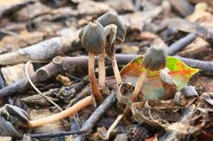 Fungi