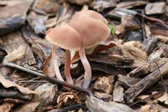 Fungi