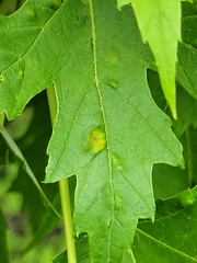 Eriophyes aceris