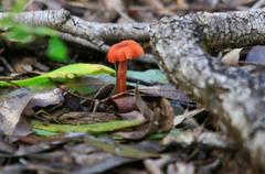Fungi