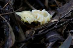 Fungi