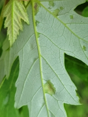 Eriophyes aceris
