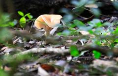 Fungi