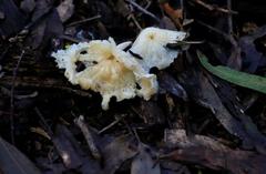 Fungi