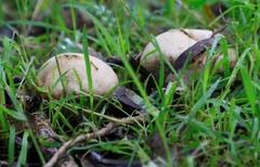Fungi