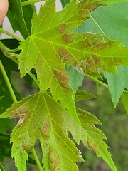 Eriophyes aceris