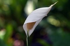 Spathiphyllum wallisii