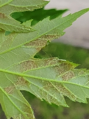 Eriophyes aceris