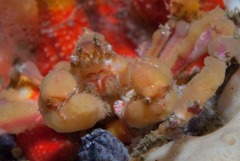 Achaeopsis spinulosa