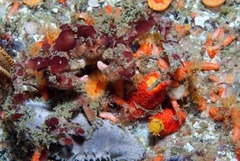 Achaeopsis spinulosa