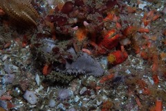 Achaeopsis spinulosa