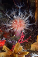 Alcyonium variabile