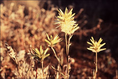 Ptilotus gaudichaudii