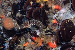 Chalaroderma ocellata
