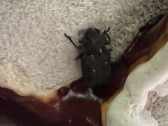 Zopheridae