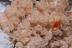 Menipea crispa