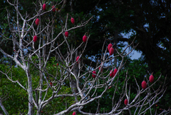 Pseudobombax munguba